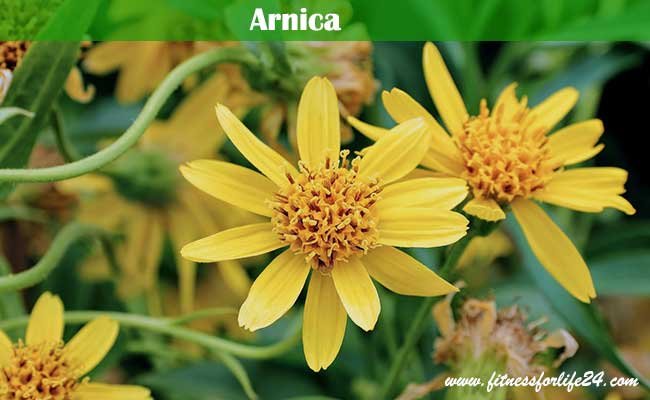 Arnica