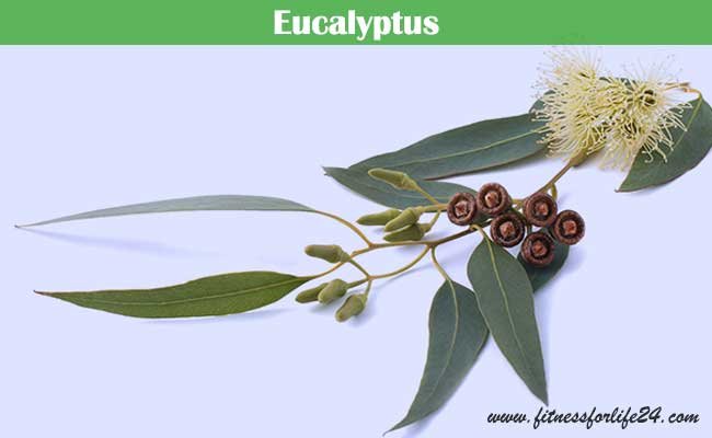 Eucalyptus