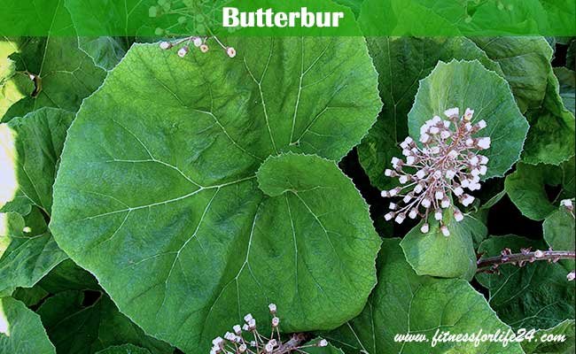 Butterbur