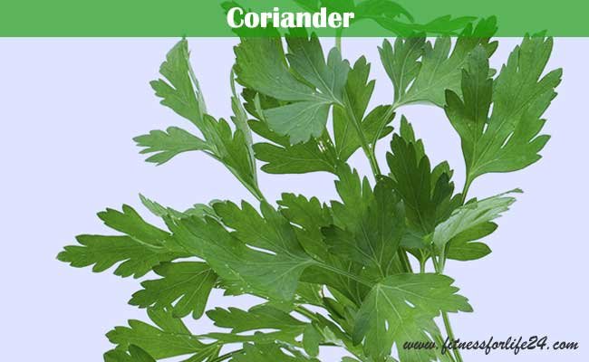 Coriander