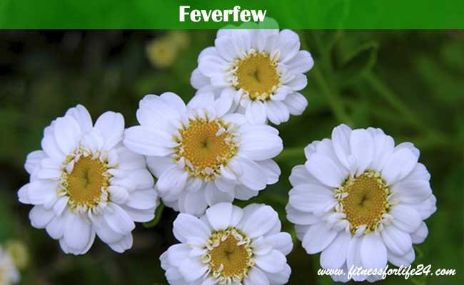 Feverfew