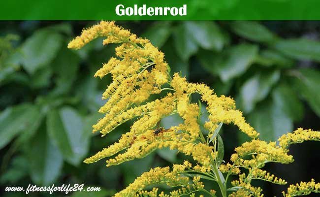 Goldenrod