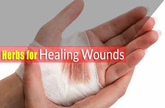 Herbs for Healing Wounds