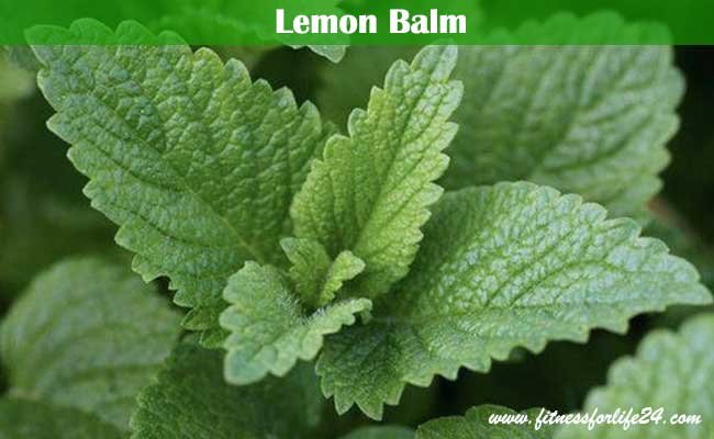 Lemon balm