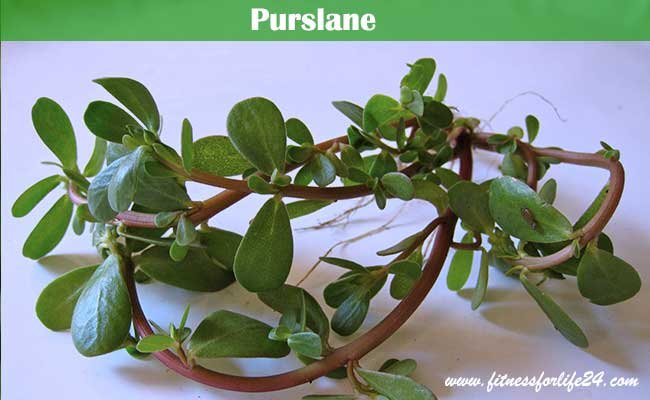 Purslane