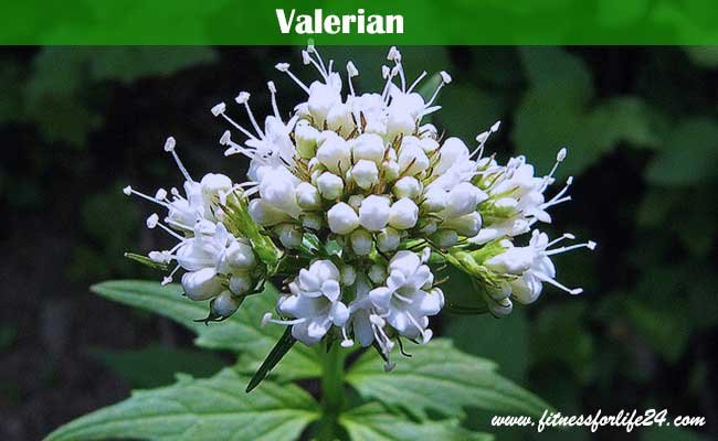 Valerian