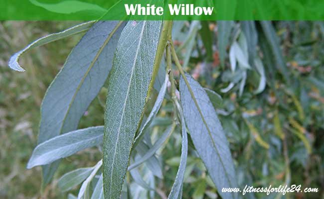 White Willow