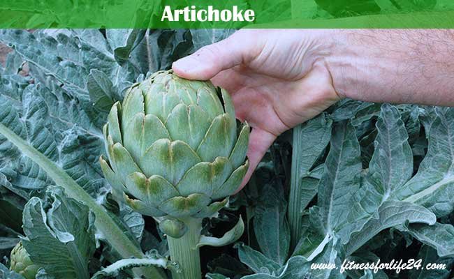 Artichoke