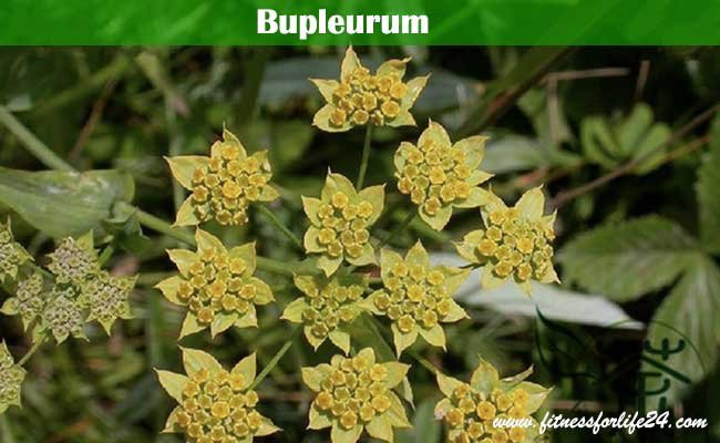 Bupleurum