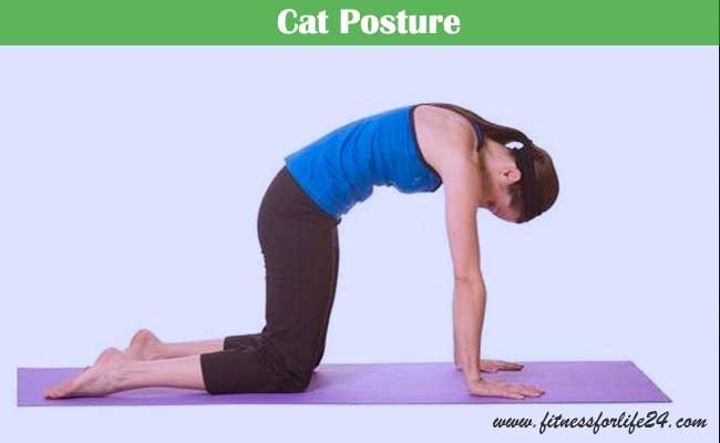 Cat Posture