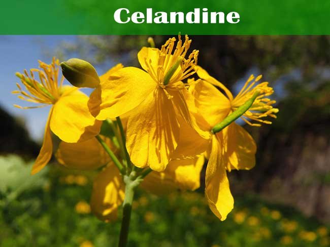 Celandine