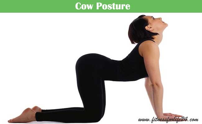 cow posture