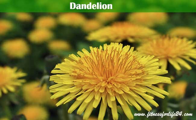 Dandelion