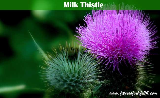 Milk Thistle