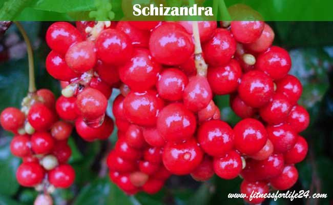 Schizandra