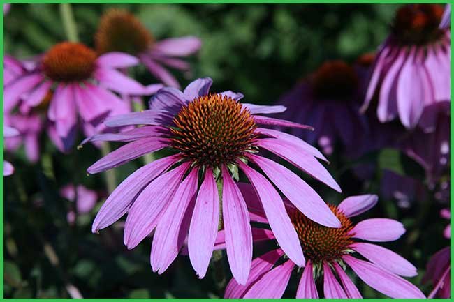 Echinacea