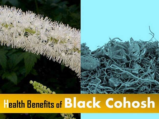 Benefits of Black Cohosh