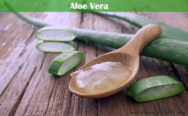 Aloe Vera