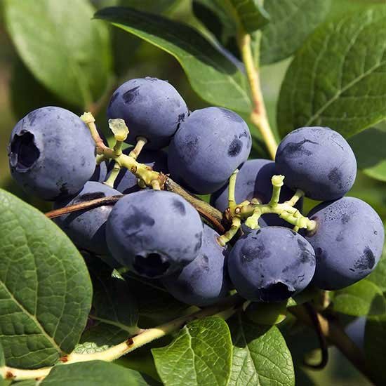 blueberry for weight loss