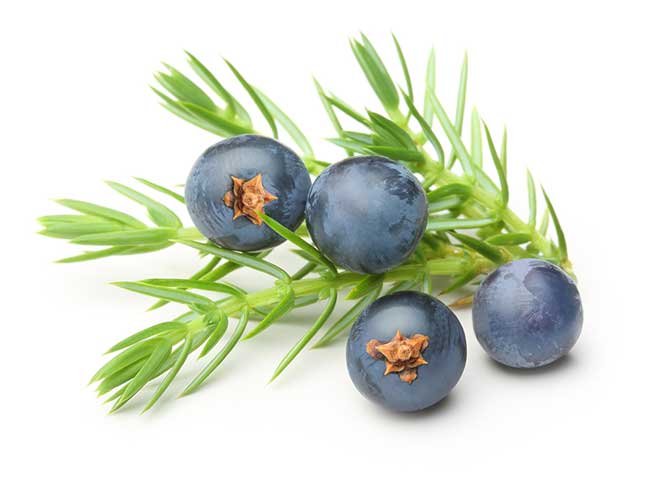 Juniper Berries and Leaves