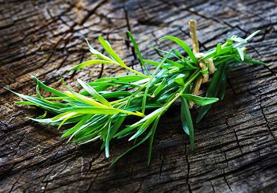 Tarragon for weight loss