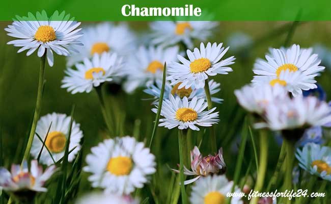 Chamomile