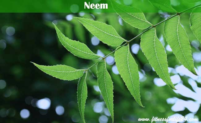 Neem