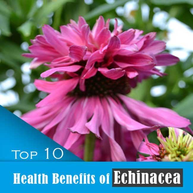 Benefits of Echinacea