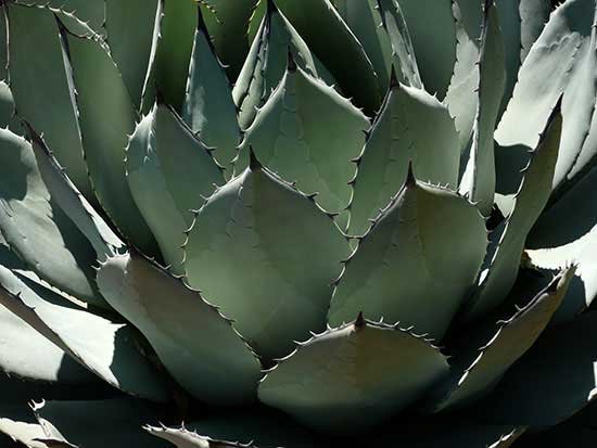 Agave 