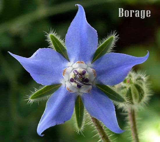 Borage for depression