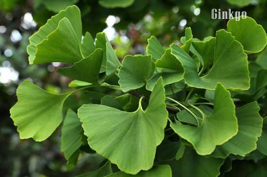 Ginkgo for depression