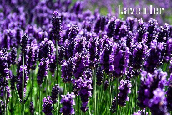 Lavender for depression and anxiety