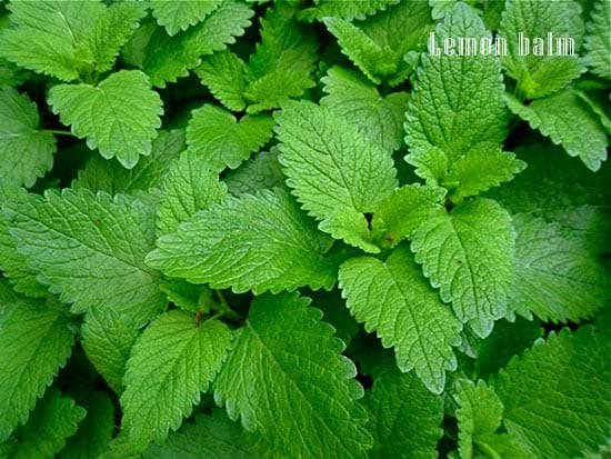 Lemon balm for depression