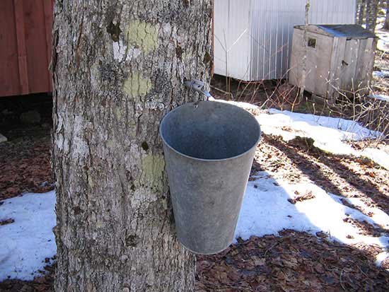 Maple Syrup natural