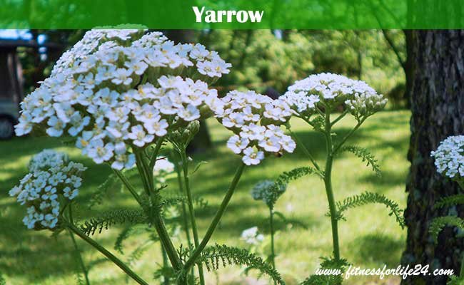 Yarrow