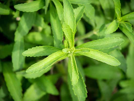 stevia natural sugar