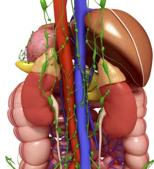 Endocrine System